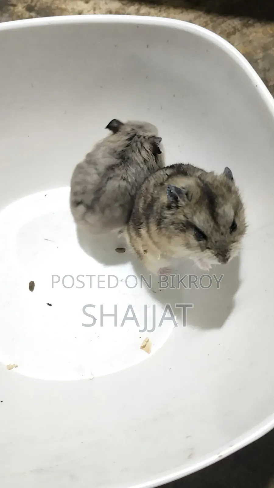 Dwarf Campbell Hamster