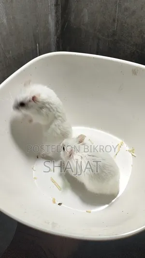 Dwarf Campbell Hamster