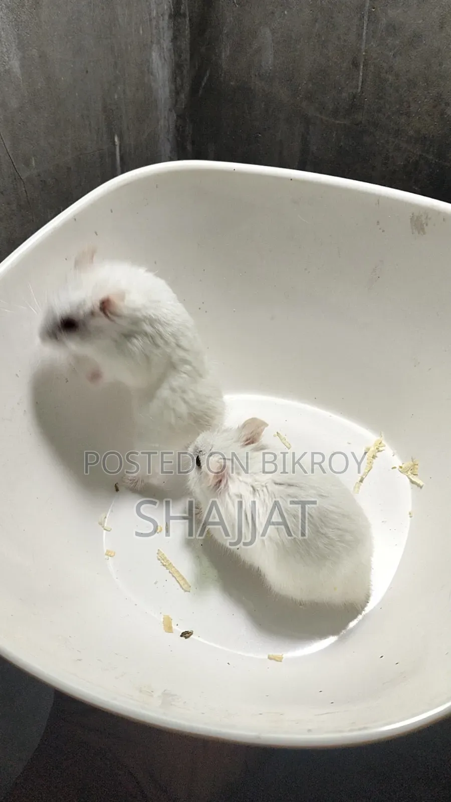 Dwarf Campbell Hamster