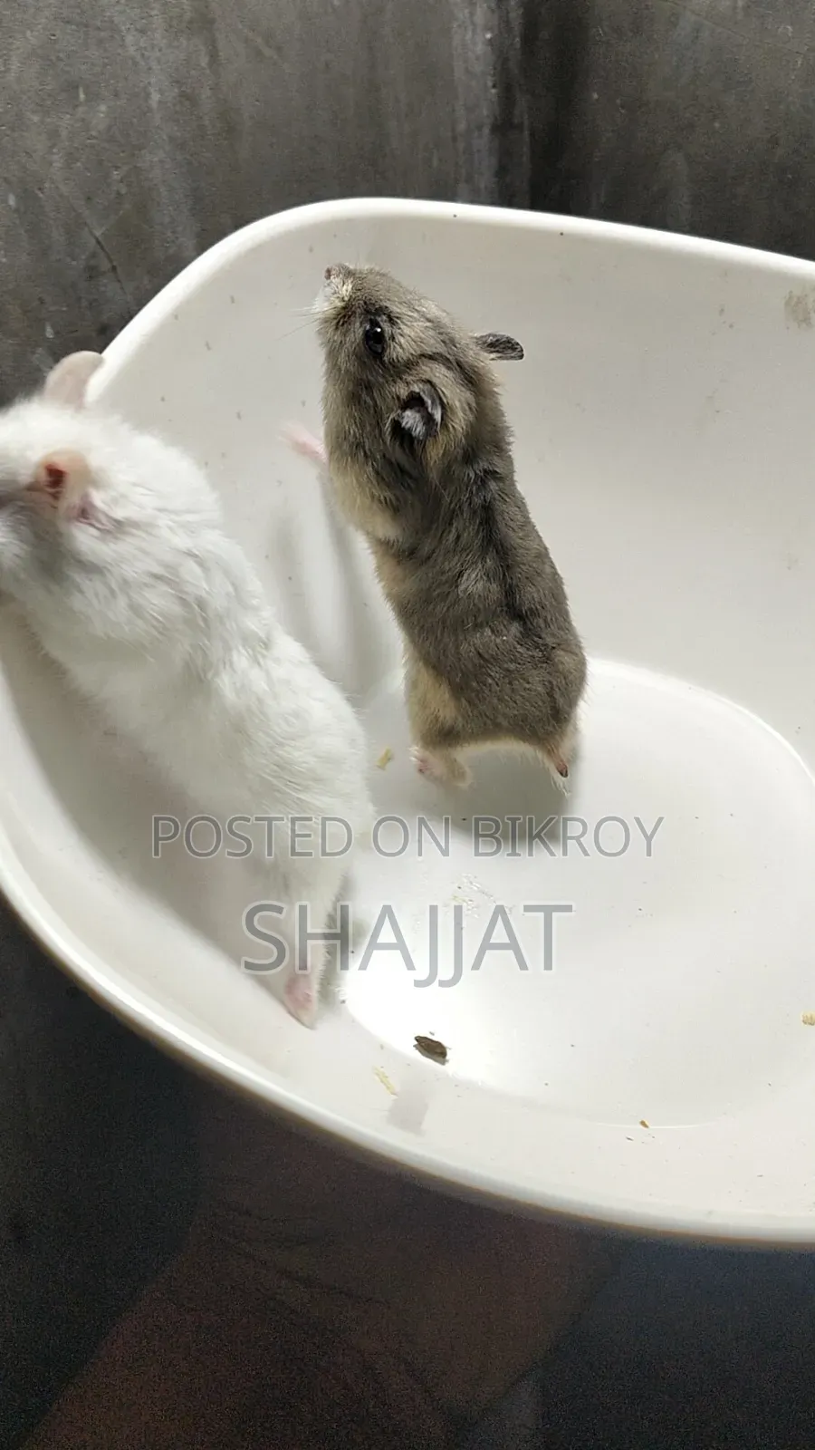 Dwarf Campbell Hamster