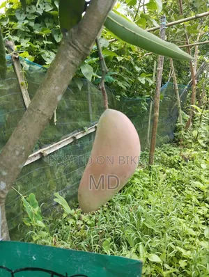 আম বিক্রেতা এখানে কেমিক্যালমুক্ত আম পাবেন