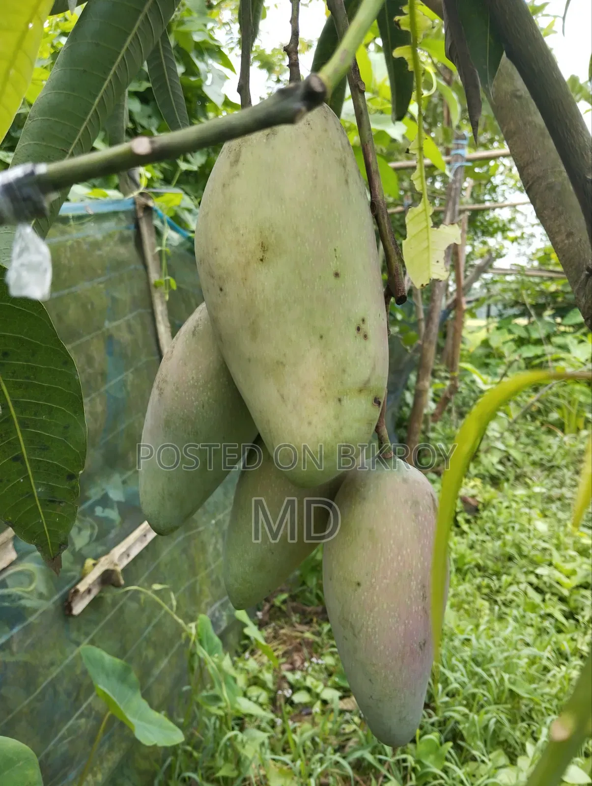 Mango Seller: Get Chemical-Free Mangoes Here
