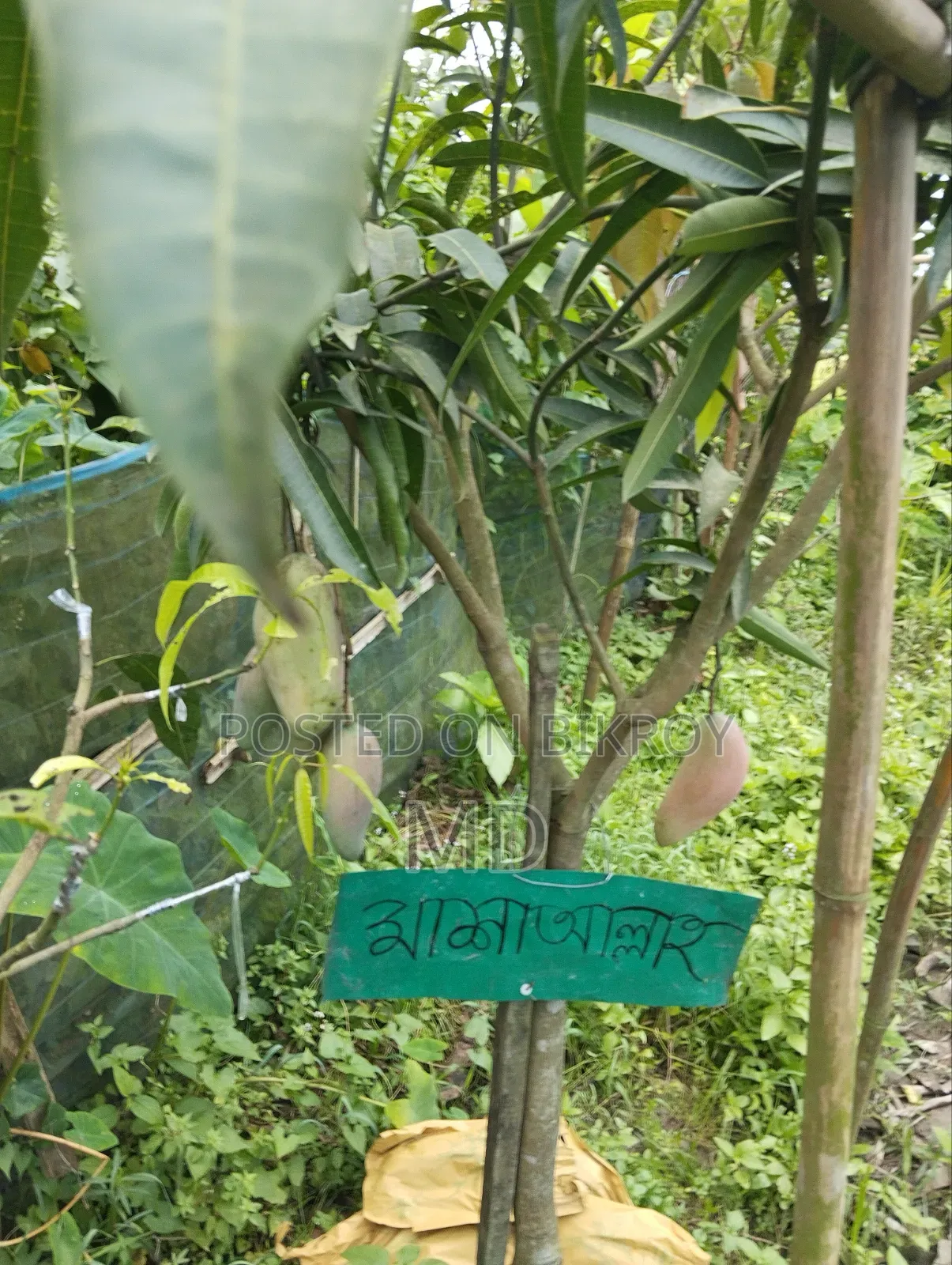 Mango Seller: Get Chemical-Free Mangoes Here