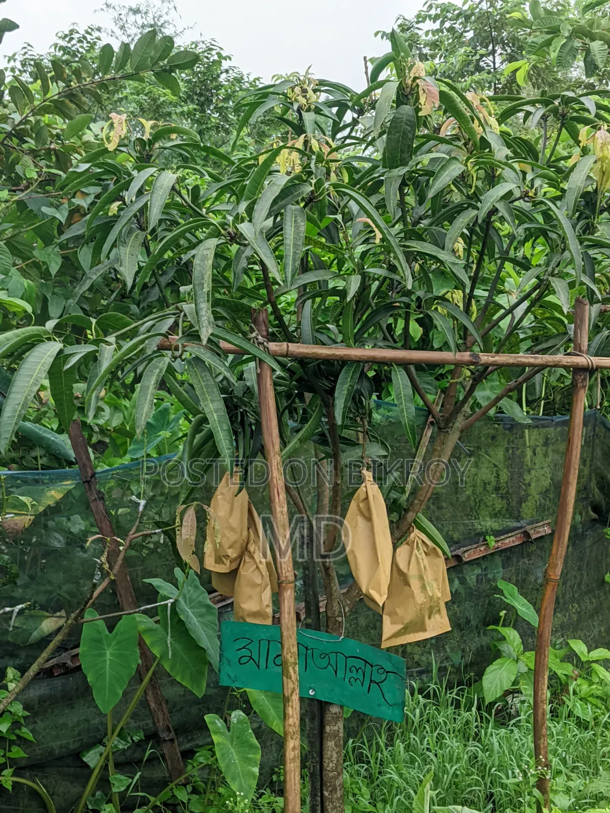 Mango Seller: Get Chemical-Free Mangoes Here