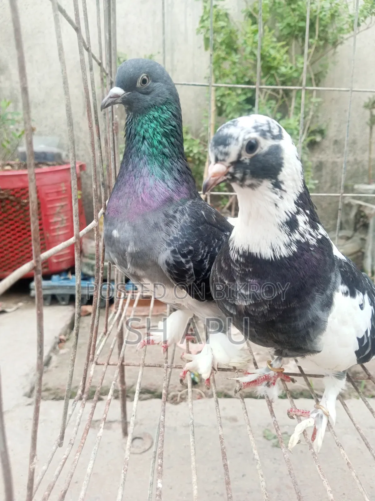 Dhakaiya Golla Pigeon
