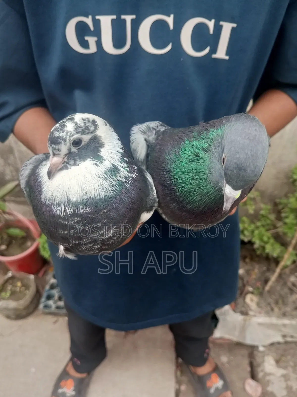 Dhakaiya Golla Pigeon