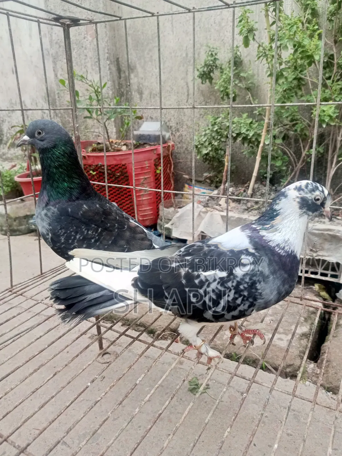 Dhakaiya Golla Pigeon