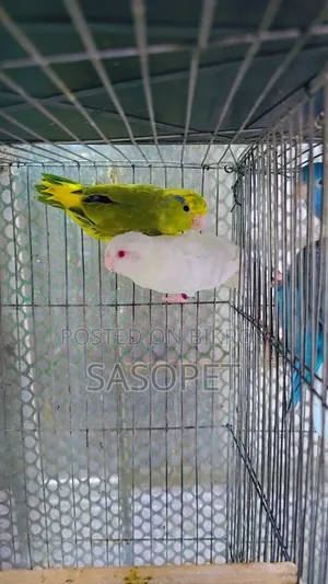 Forpus Pair (Albino X Heavy Pied/Ino)
