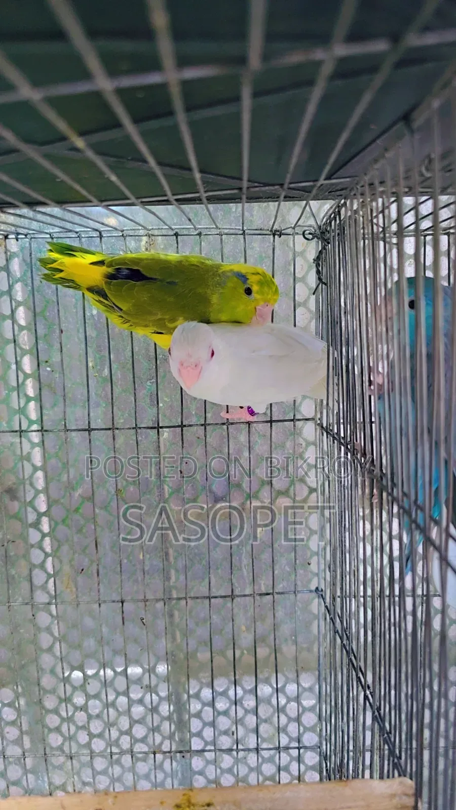Forpus Pair (Albino X Heavy Pied/Ino)