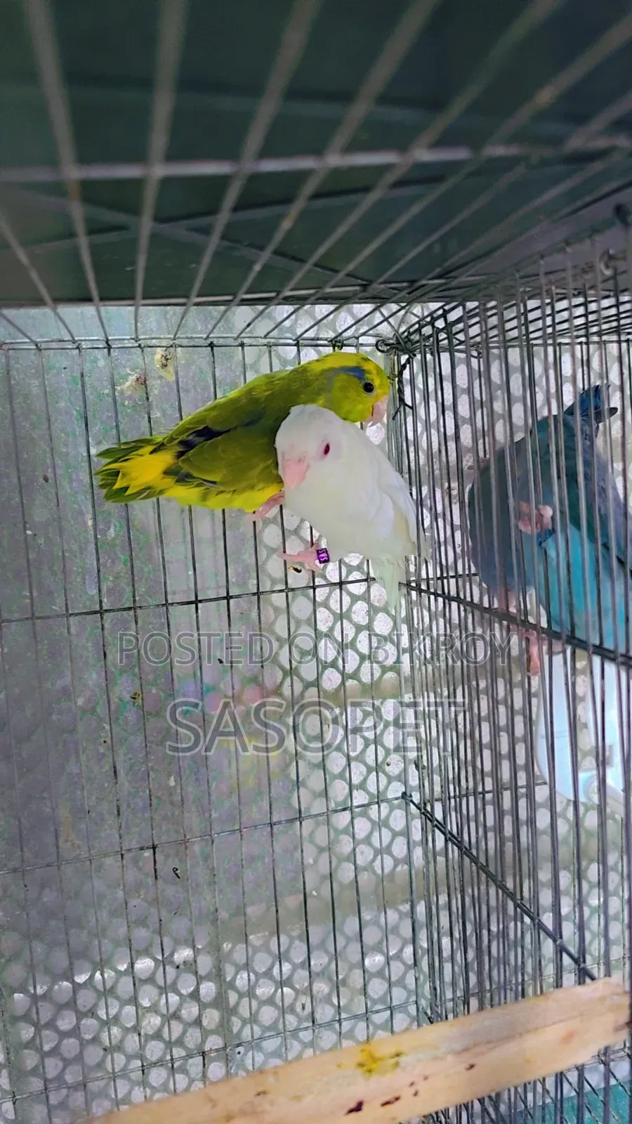 Forpus Pair (Albino X Heavy Pied/Ino)
