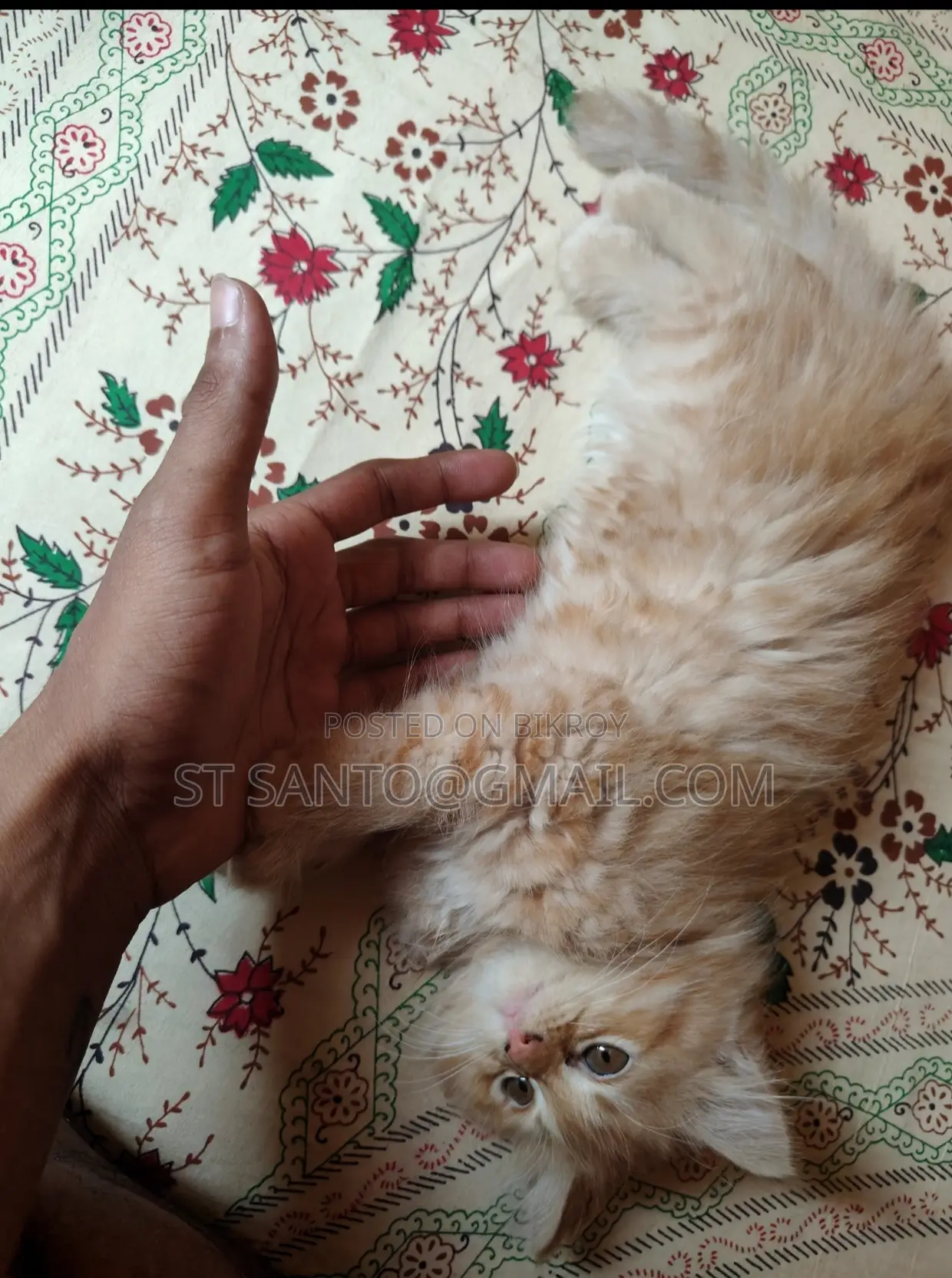 1-3 Months Female Purebred Persian