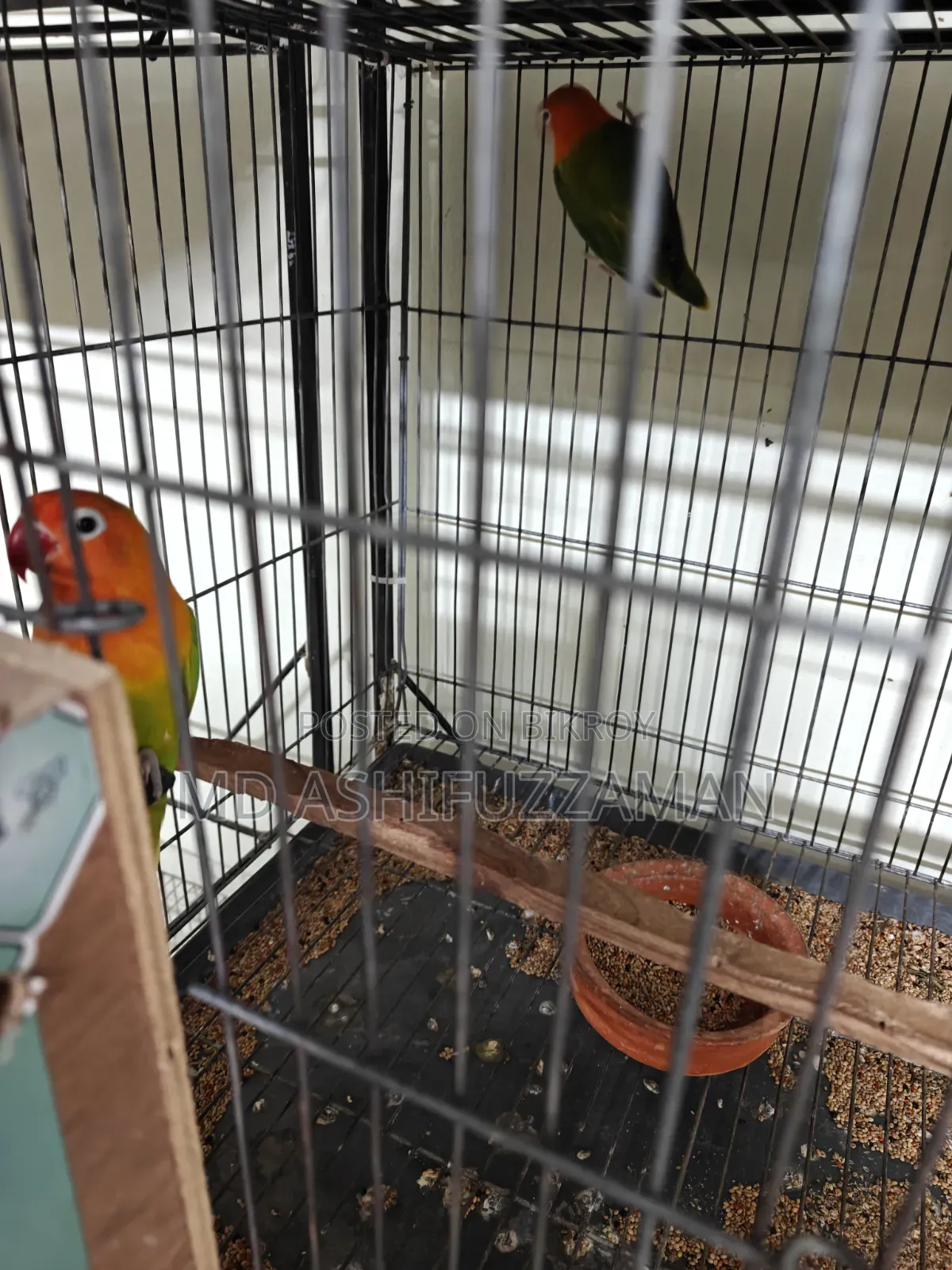 Love Birds for Sale