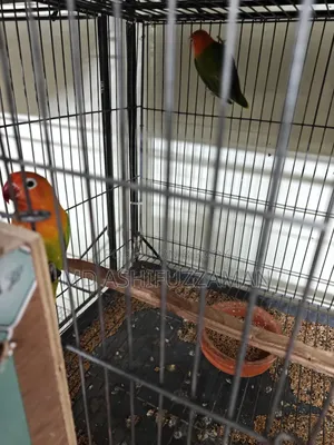 Love Birds for Sale