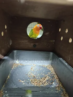 Love Birds for Sale