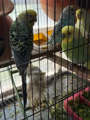 13 Piece Budgies