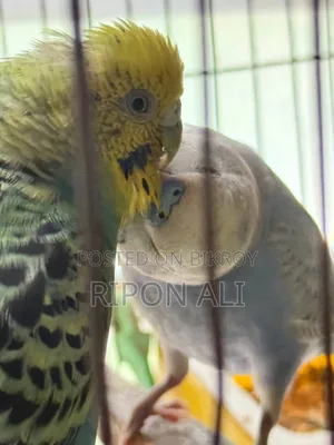 13 Piece Budgies