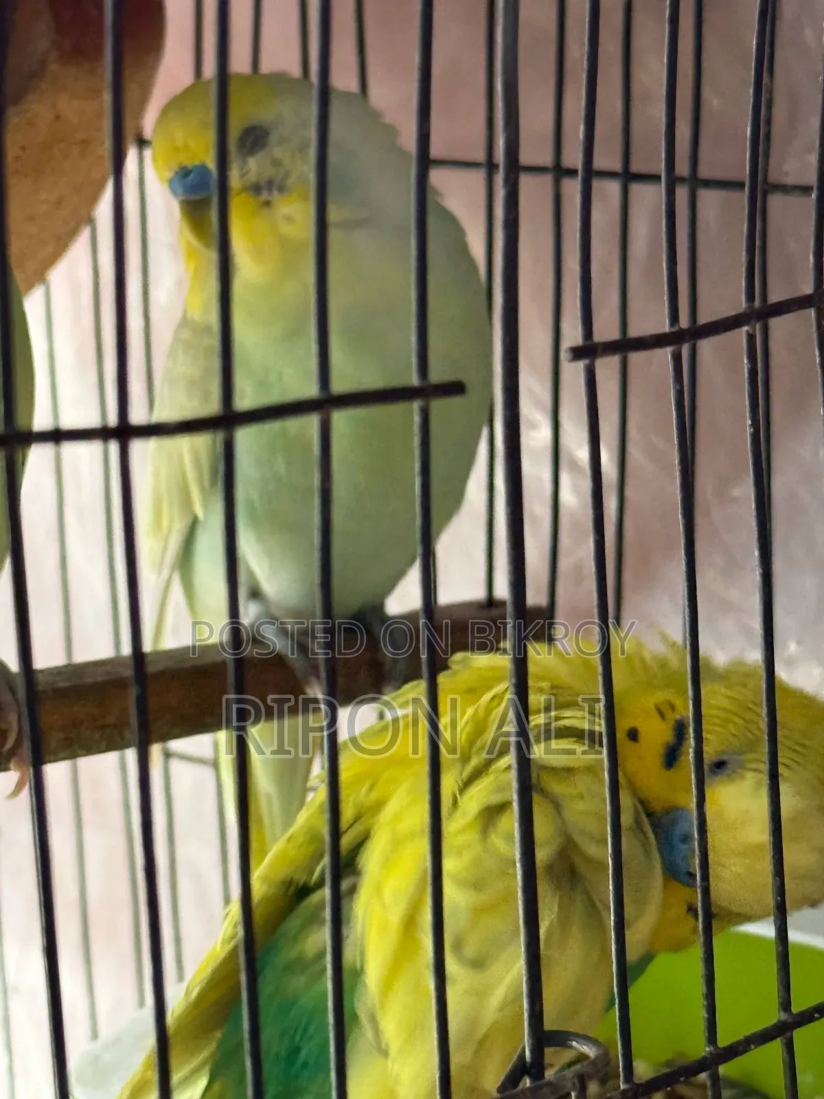 13 Piece Budgies