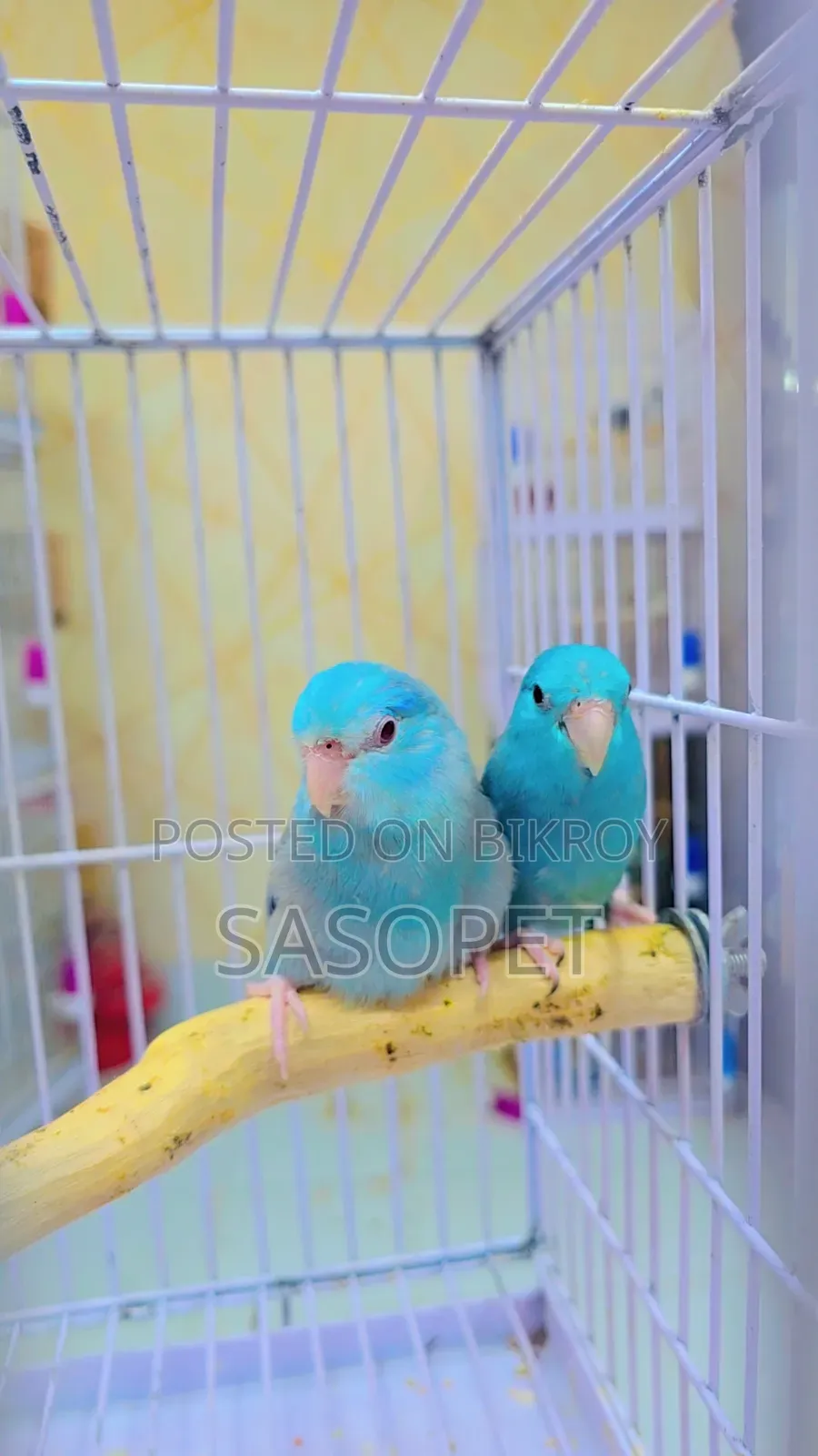 Forpus Cobult Fallow Pair