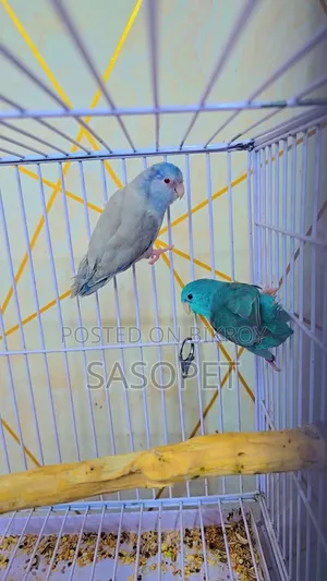 Forpus Cobult Fallow Pair
