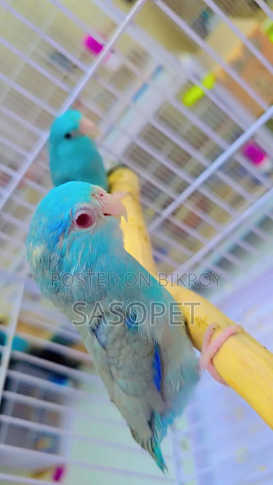 Forpus Cobult Fallow Pair