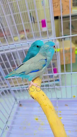 Forpus Cobult Fallow Pair