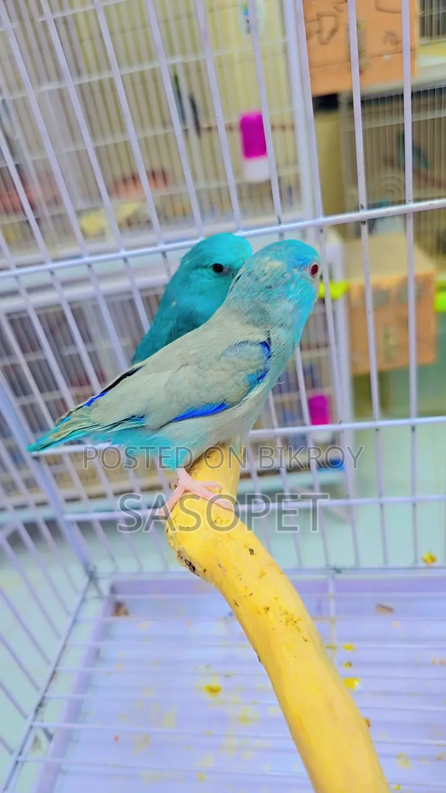 Forpus Cobult Fallow Pair