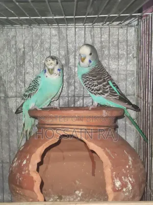 বাজারিকা পাখি