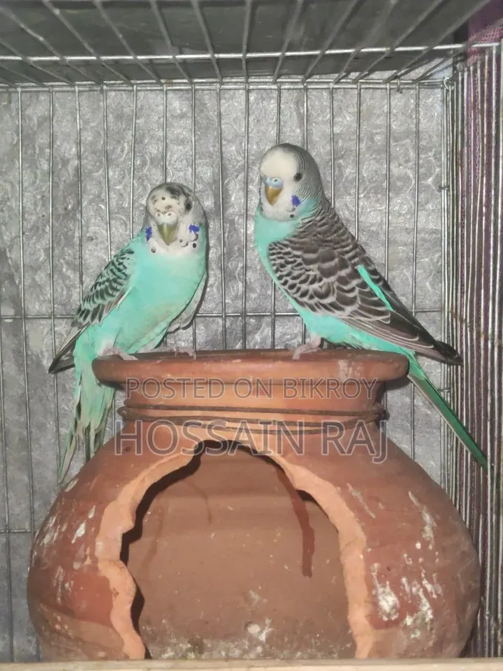 Budgerigar Birds