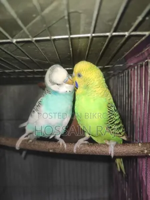 Budgerigar Birds
