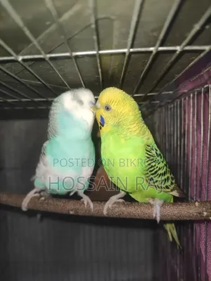 Budgerigar Birds