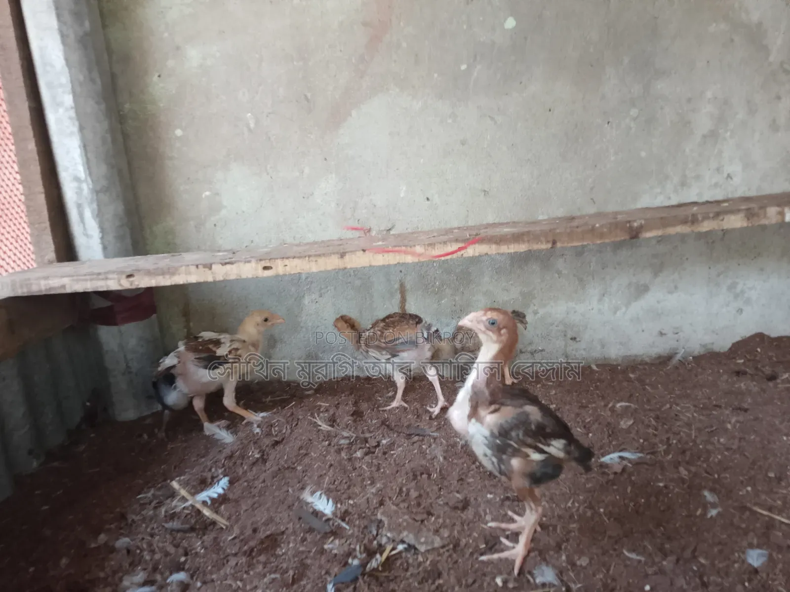 টিপ তাজের আসিল বা/চ্চা ছয় পিস, চল্লিশ দিন