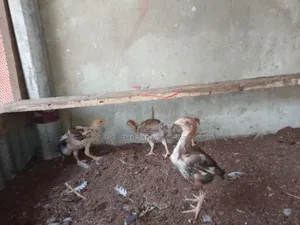টিপ তাজের আসিল বা/চ্চা ছয় পিস, চল্লিশ দিন