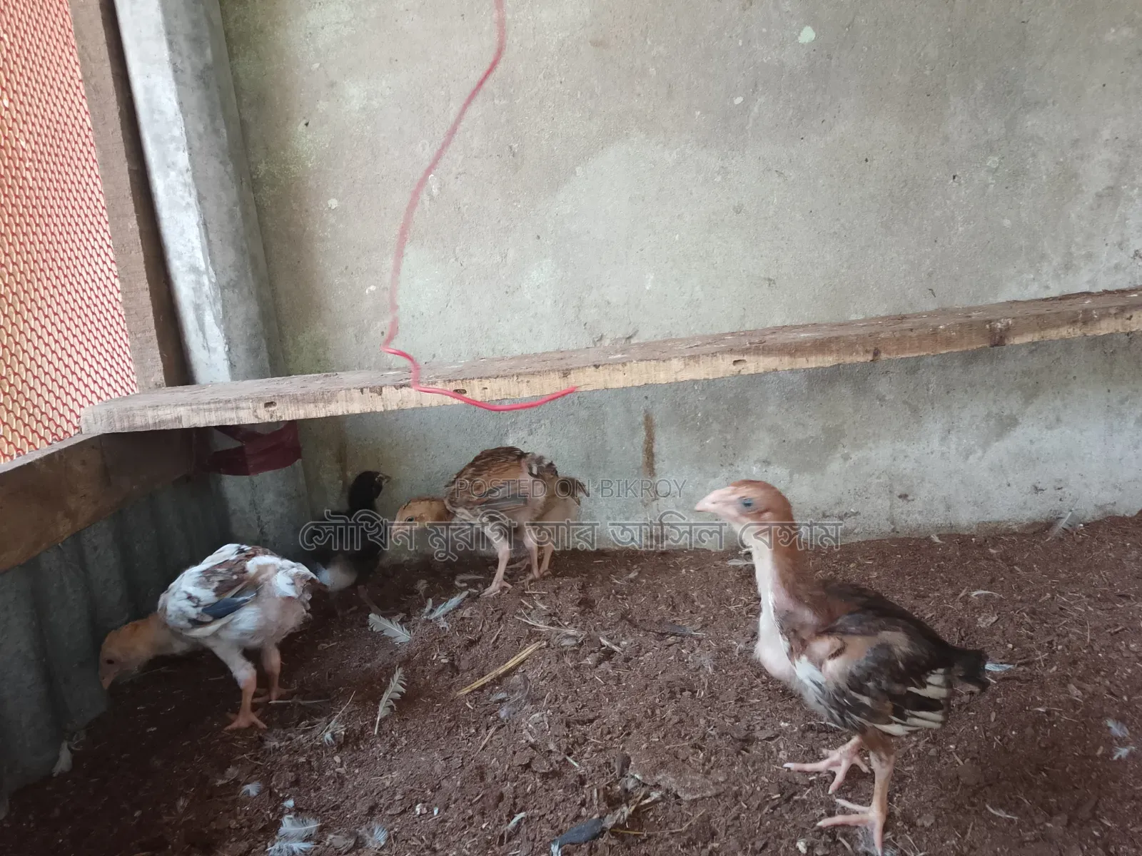 টিপ তাজের আসিল বা/চ্চা ছয় পিস, চল্লিশ দিন