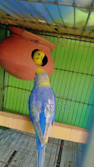 One pair of running Rainbow budgies with 5 chicks