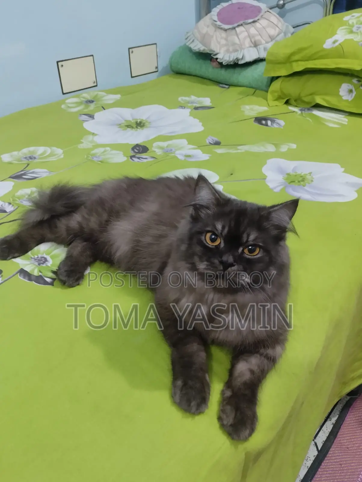 6-12 Months Male Purebred Persian Cat