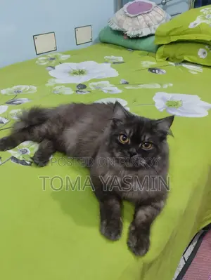 6-12 Months Male Purebred Persian Cat