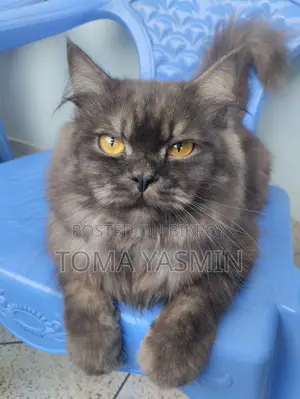 6-12 Months Male Purebred Persian Cat