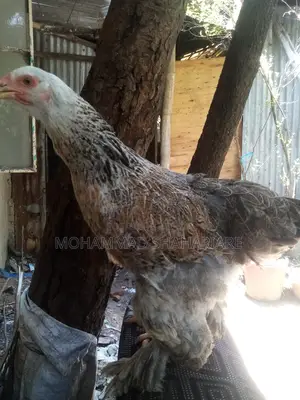 বার্মিজ মোরগ ও মুরগি