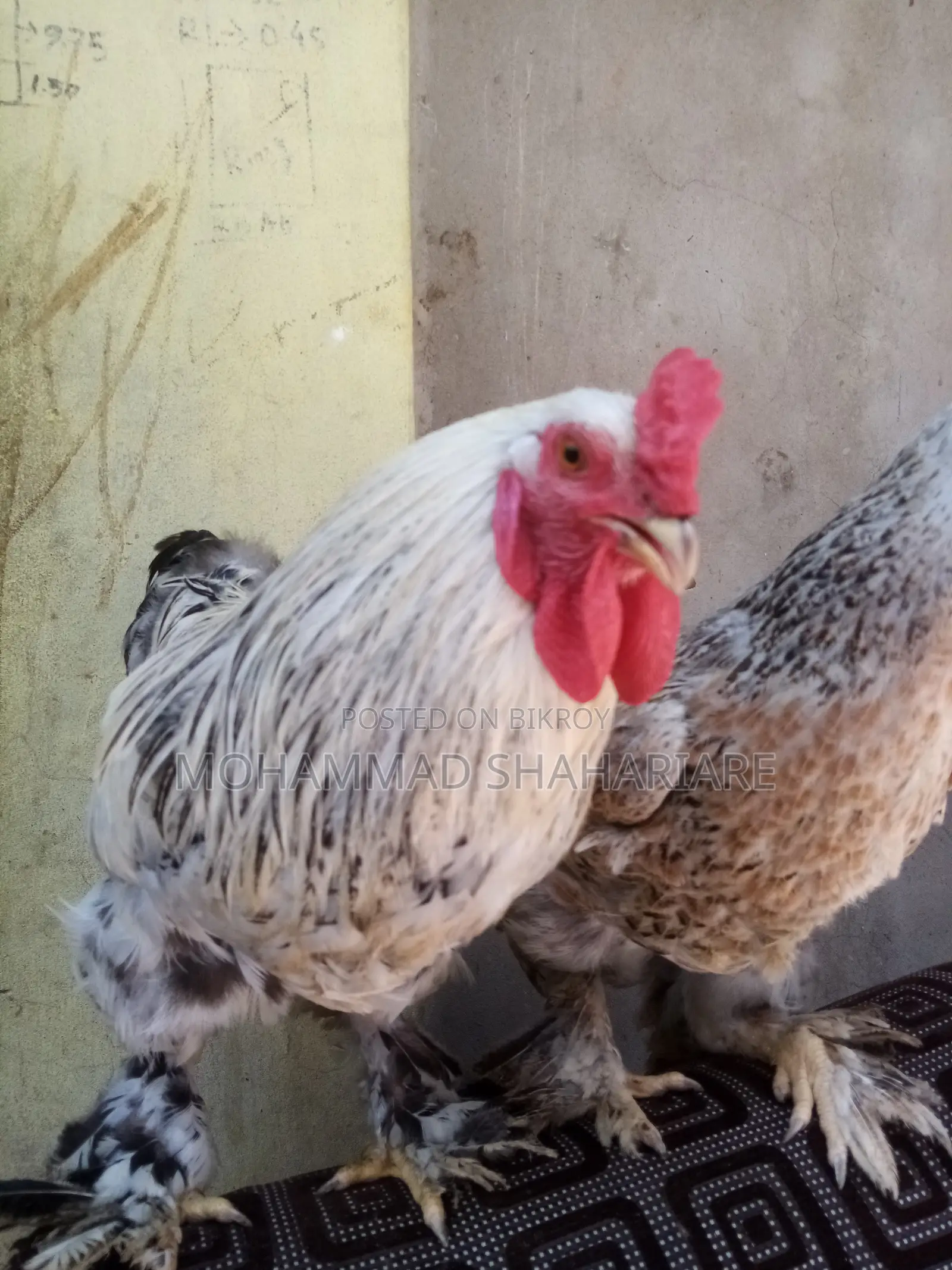 বার্মিজ মোরগ ও মুরগি