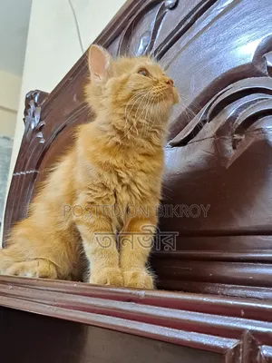1-3 Months Female Purebred Persian