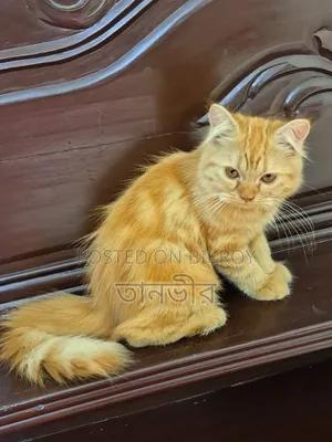 1-3 Months Female Purebred Persian