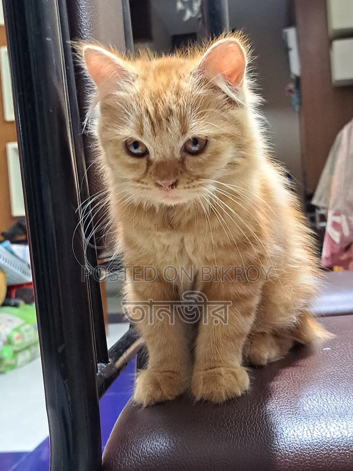 1-3 Months Female Purebred Persian