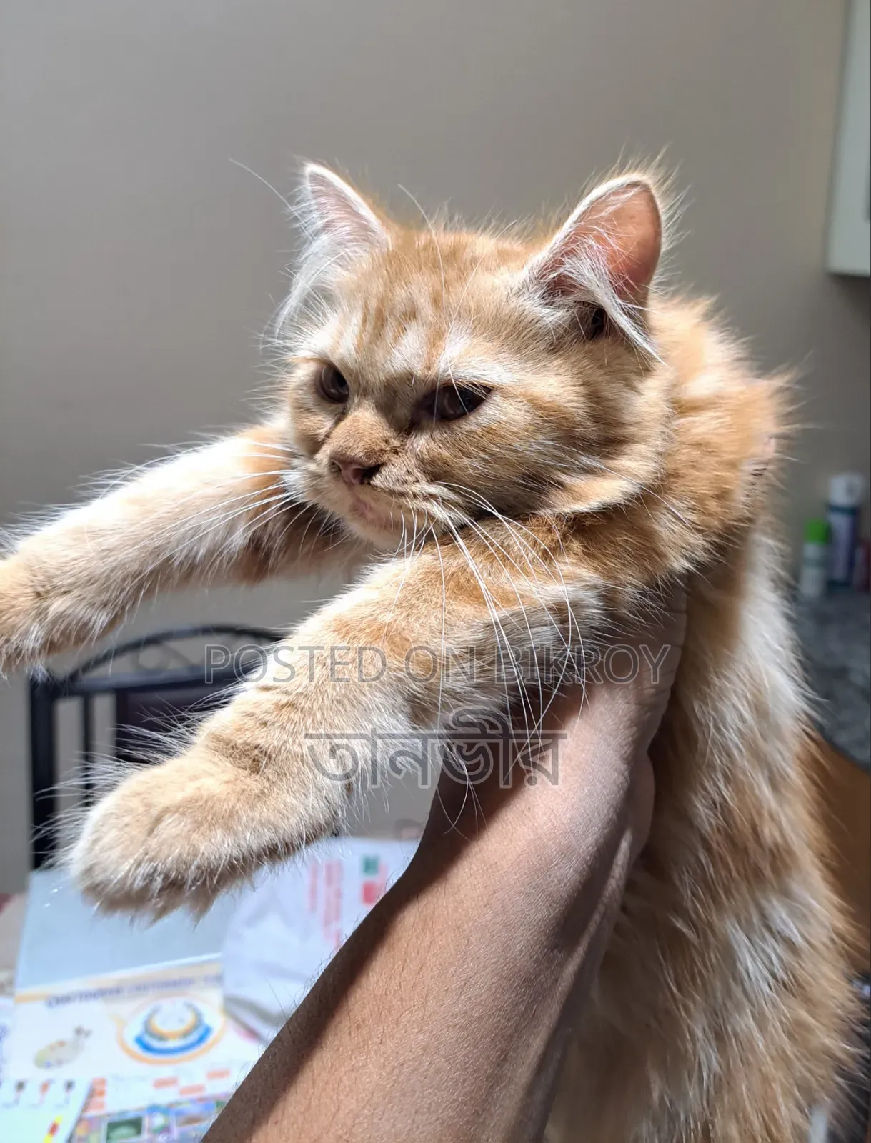 1-3 Months Female Purebred Persian