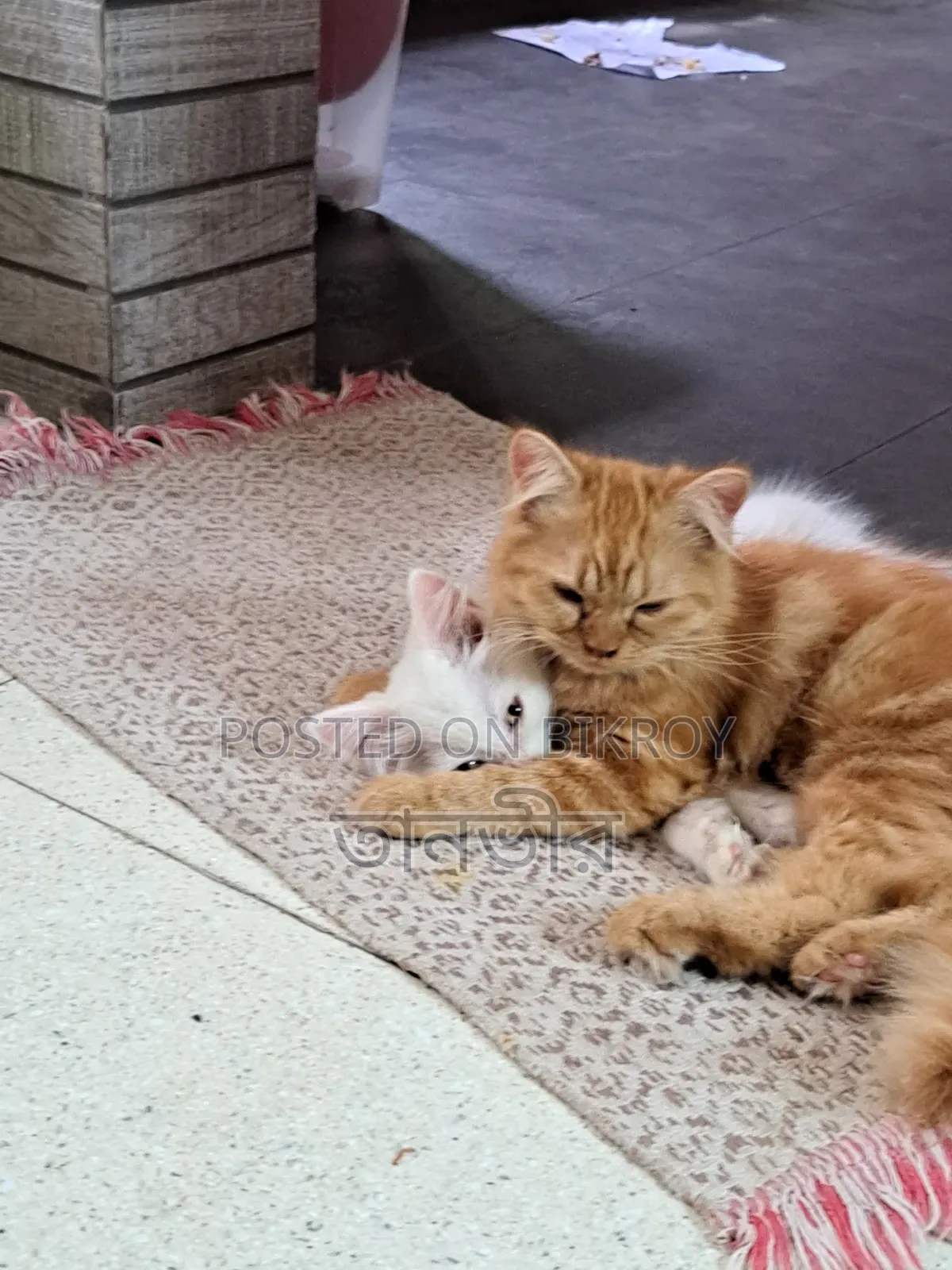 1-3 Months Female Purebred Persian