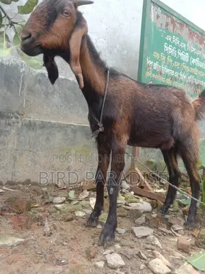 Sacrificial Goat (Khasi) Available
