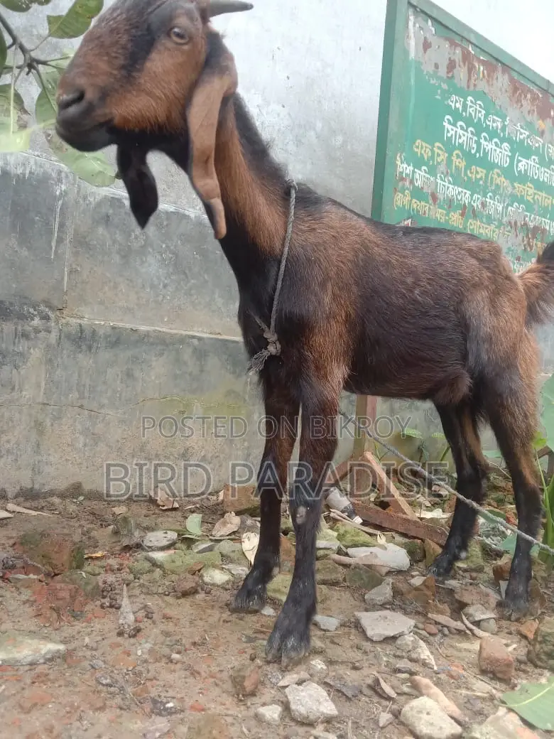 Sacrificial Goat (Khasi) Available