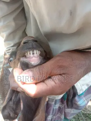 Sacrificial Goat (Khasi) Available