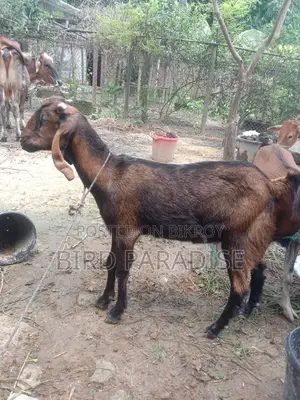 Sacrificial Goat (Khasi) Available