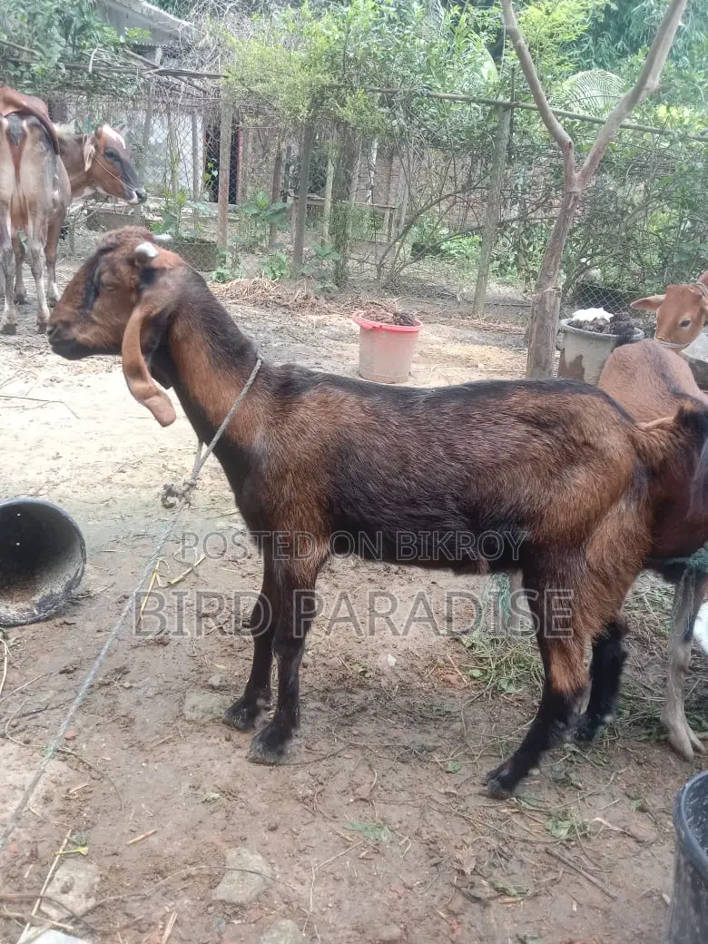Sacrificial Goat (Khasi) Available