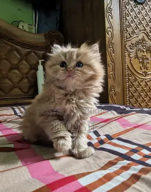 3-6 Months Female Purebred Persian